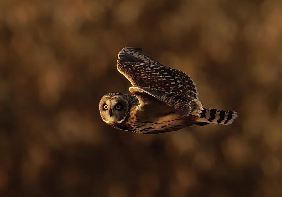 Short Eared Owl Head Turn Photograph by Angie Vogel
