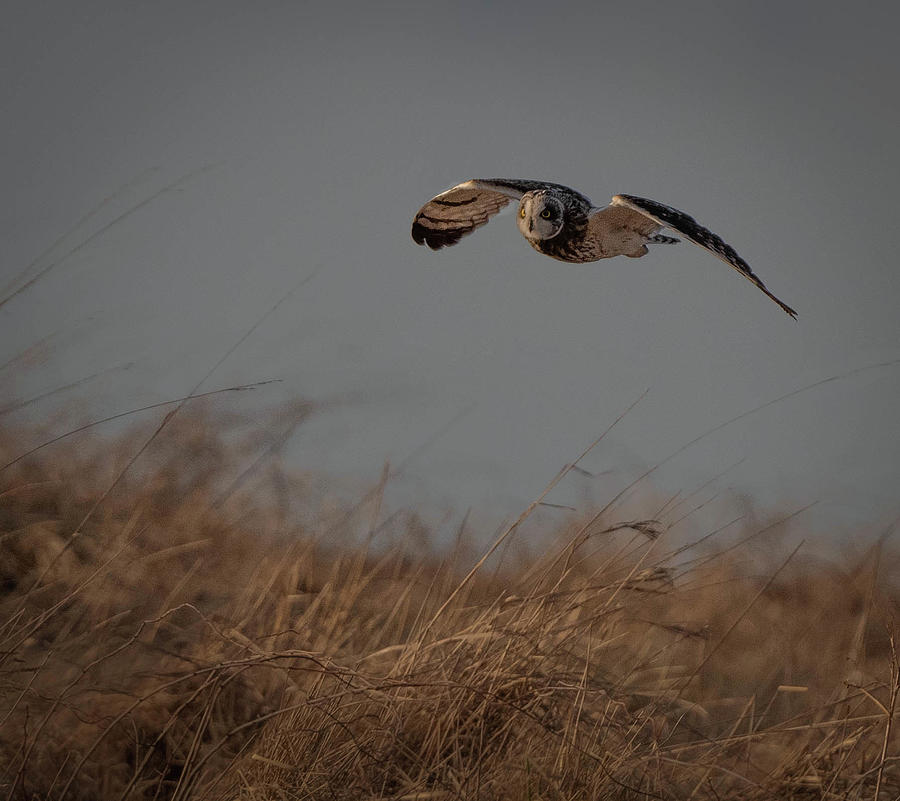 Short-eared Owl Photograph by Hershey Art Images