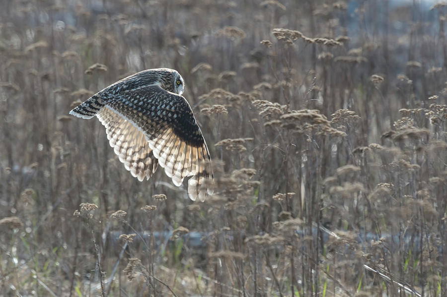 Short-Eared Owl hunt Photograph by Terry Dadswell