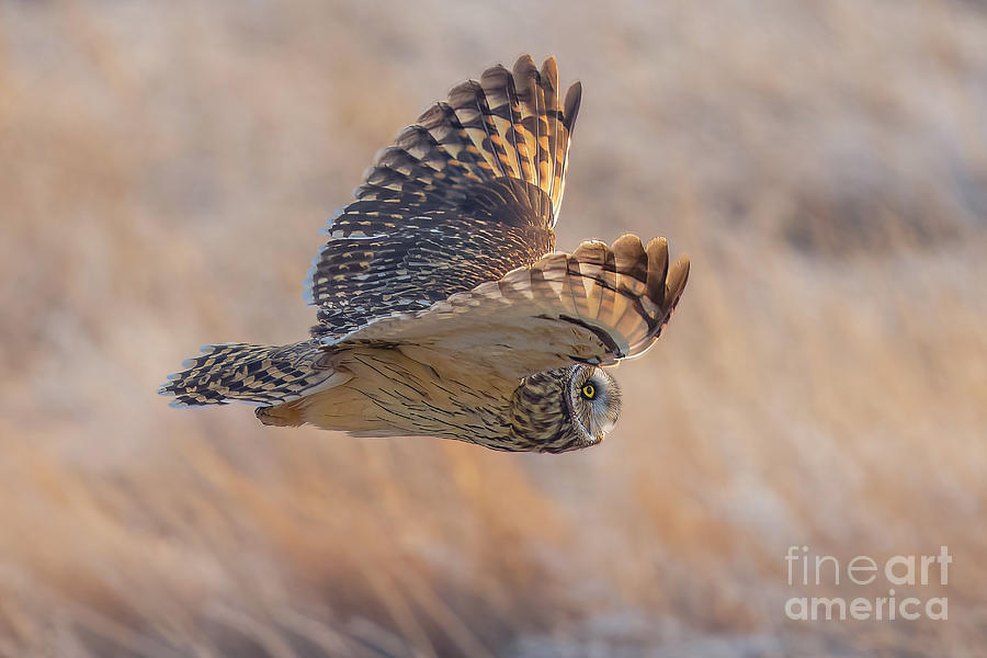 Owl Photograph - Short-eared Owl Hunting at Dawn by Nancy Gleason