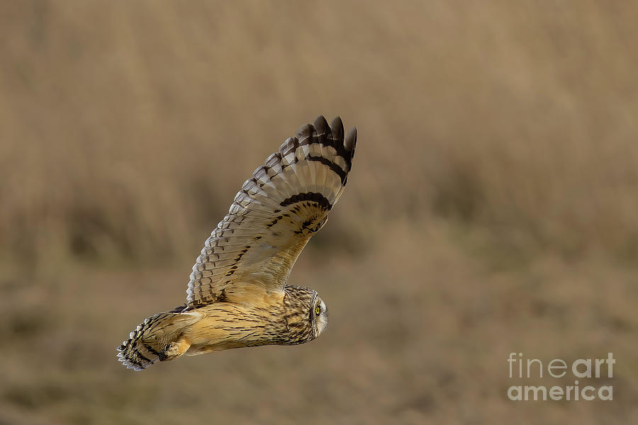Short-eared Owl Hunting in a Field Photograph by Nancy Gleason