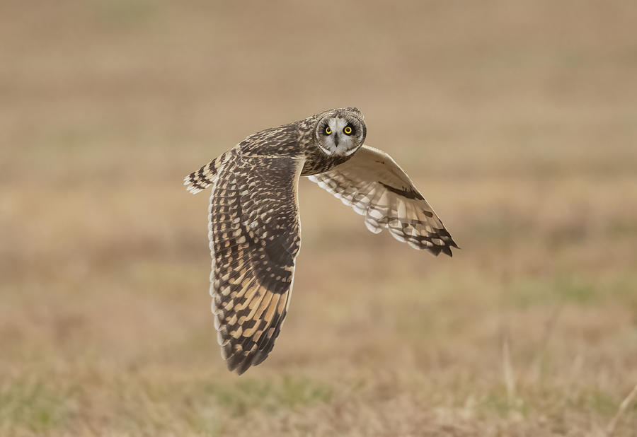 Short-eared Owl Hunting  Photograph by Julie Barrick
