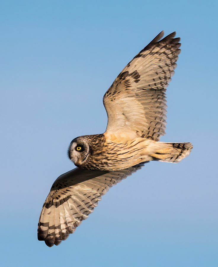 Short Eared Owl Hunting Photograph by Loree Johnson