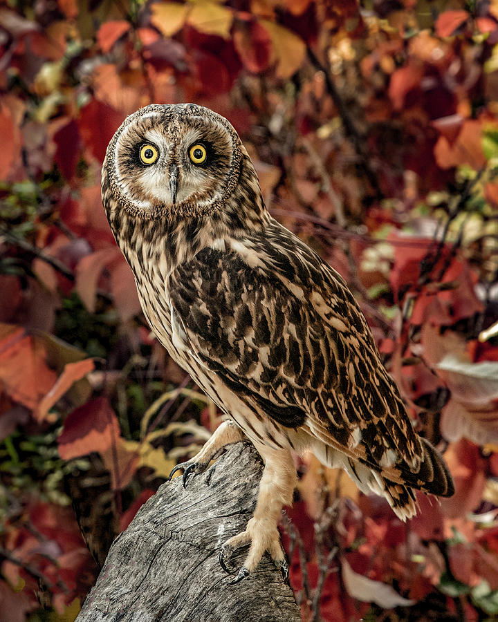 Short-eared Owl in Fall Colors Photograph by Dawn Key