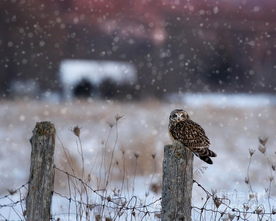 Short eared owl in falling snow Photograph by Heather King