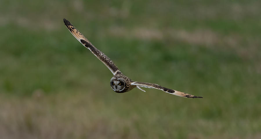 Short Eared Owl in Flight 1 Photograph by Julie Barrick