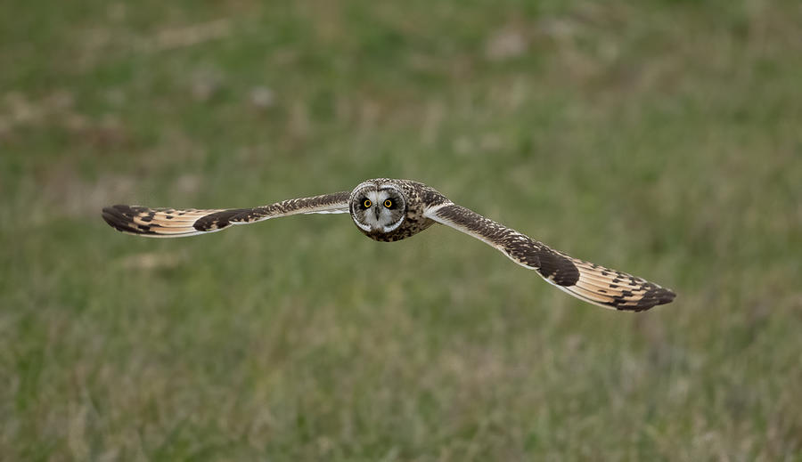 Short Eared Owl in Flight 4 Photograph by Julie Barrick