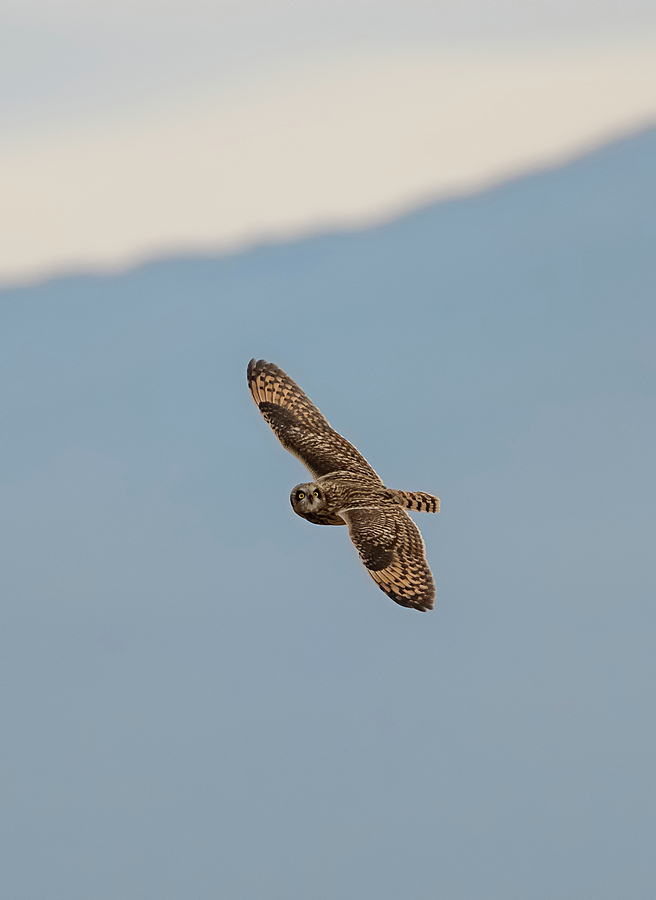 Short Eared Owl in Flight Photograph by Loree Johnson