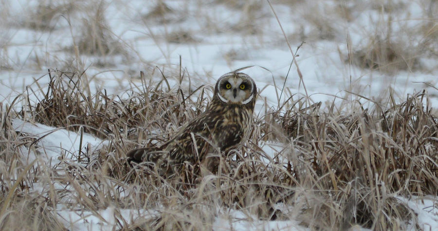 Short Eared Owl in Snow Photograph by Whispering Peaks Photography