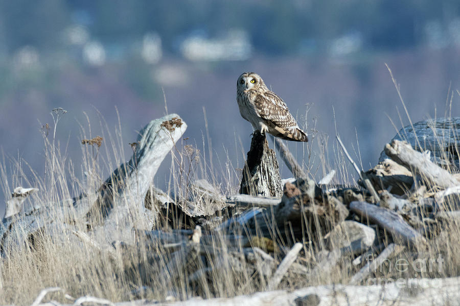 Short-Eared Owl Photograph by Kristine Anderson