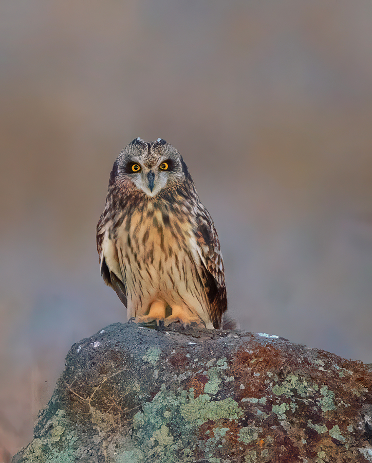 Short-eared Owl Looking at You Photograph by Loree Johnson
