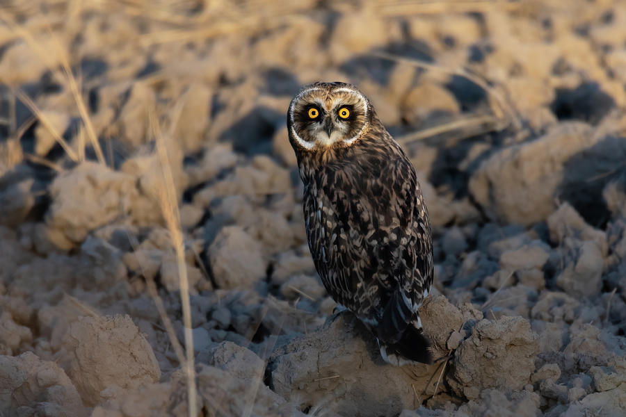 Nature Photograph - Short-Eared Owl by Mavourneen Strozewski