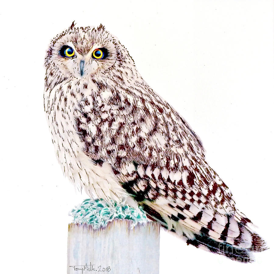 Short-eared Owl, mixed media. Mixed Media by Tony Mills