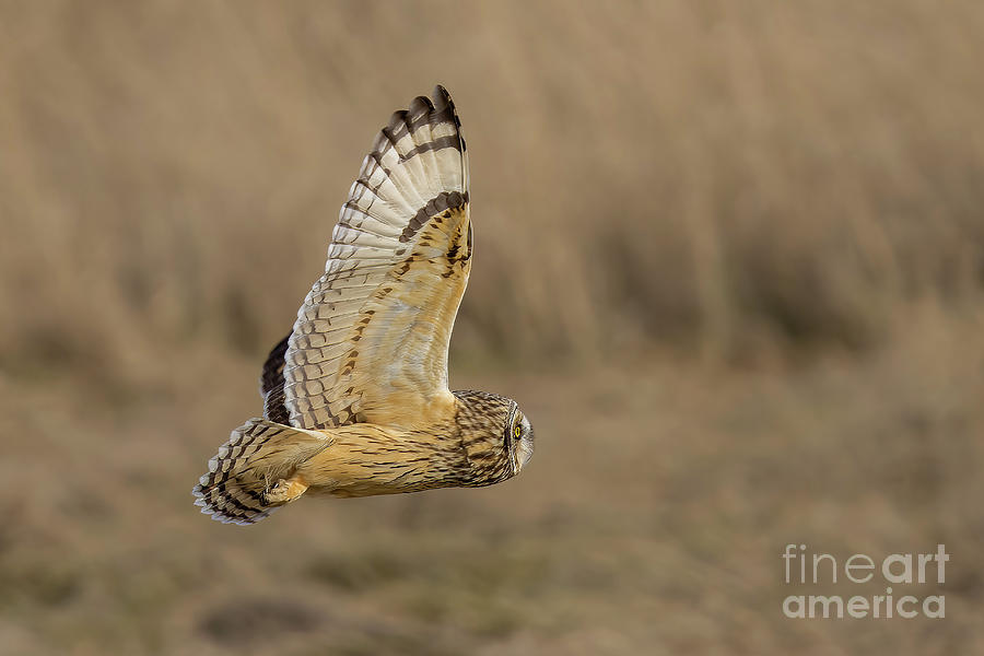 Short-eared Owl on a Mission Photograph by Nancy Gleason