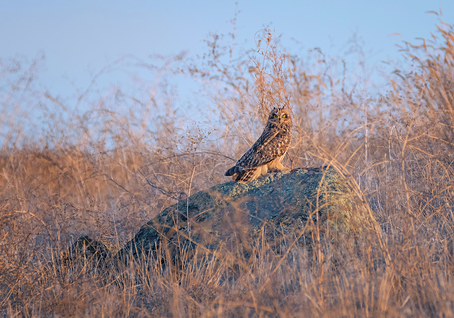 Short Eared Owl on a Rock Photograph by Loree Johnson