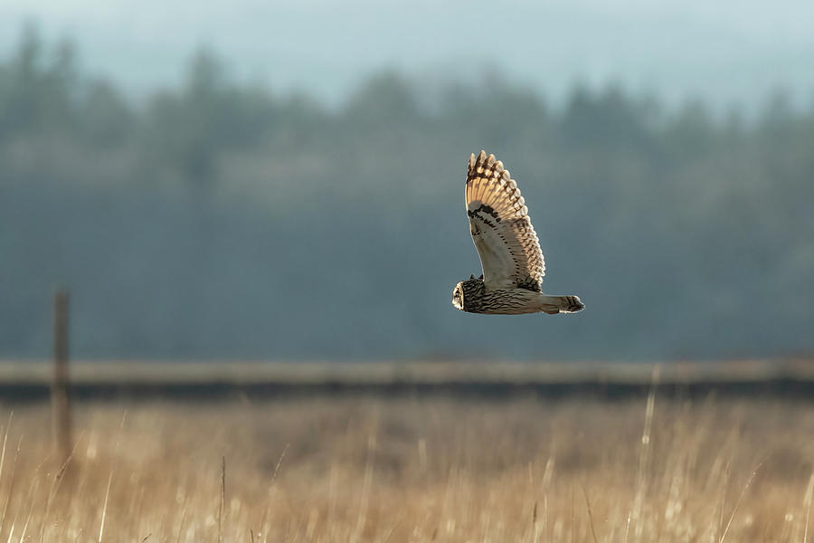 Short-eared Owl on the Hunt Photograph by Belinda Greb