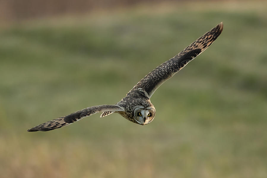 Short-eared Owl on the Hunt Photograph by Julie Barrick