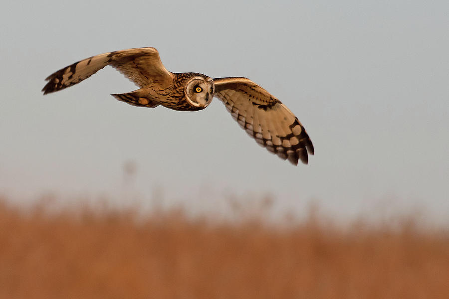 Short-eared Owl on the Tallgrass Prairie #1 Photograph by Mindy Musick King
