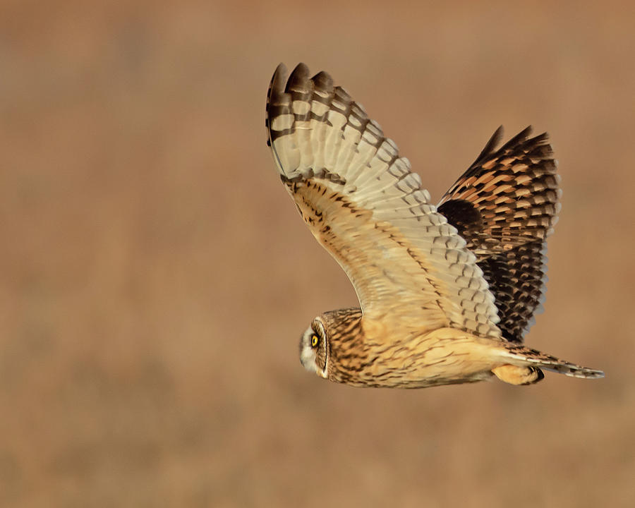 Short-eared Owl on the Tallgrass Prairie #2 Photograph by Mindy Musick King