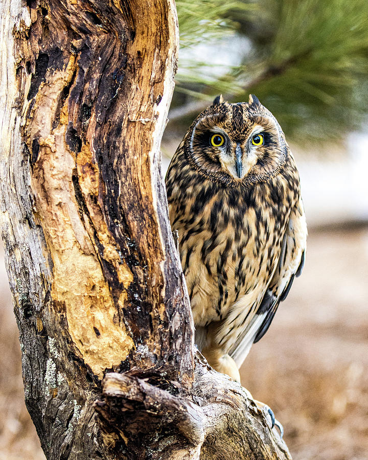 Short-eared Owl Peeking Photograph by Dawn Key