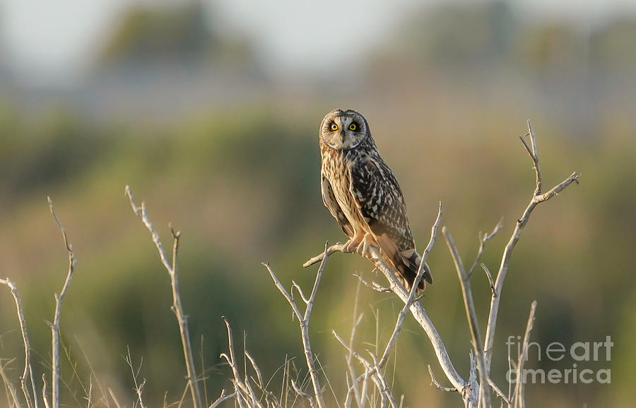 Short-eared owl perched Asio flammeus Photograph by Perry Van Munster