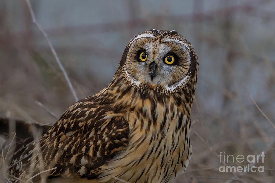 Short-eared Owl Perched in Grass Photograph by Nancy Gleason