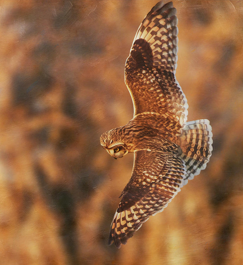 Short-eared Owl Pivot Photograph by Angie Vogel