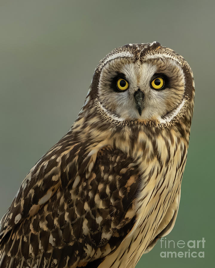 Short-eared Owl Portrait #1 Photograph by Nancy Gleason
