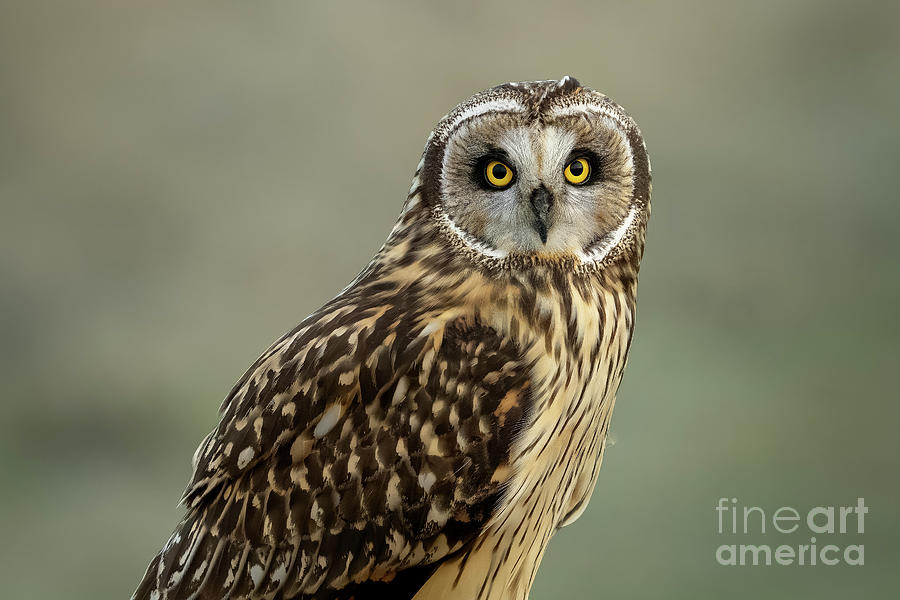 Short-eared Owl Portrait #2 Photograph by Nancy Gleason