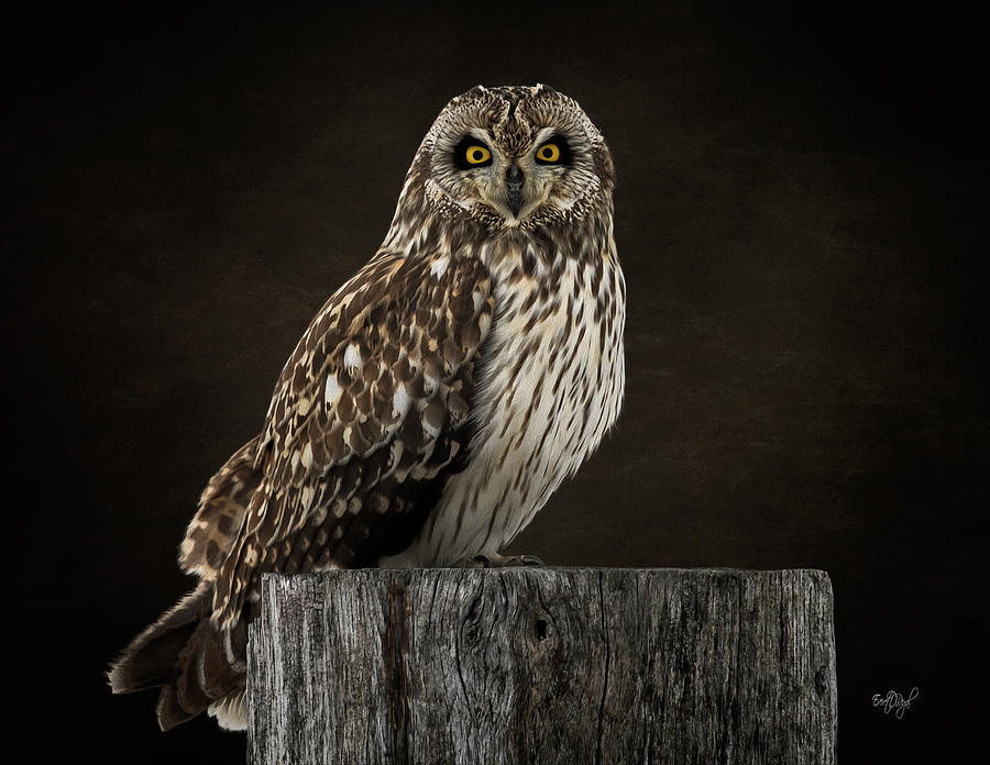 Owl Photograph - Short-eared Owl Portrait II by Everet Regal