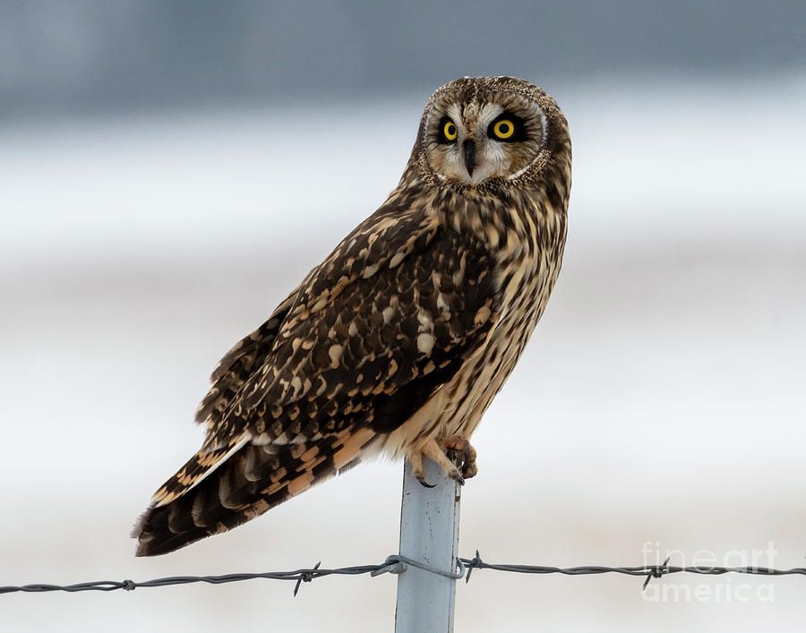 Short-eared Owl Portrait Photograph by Michael Dawson