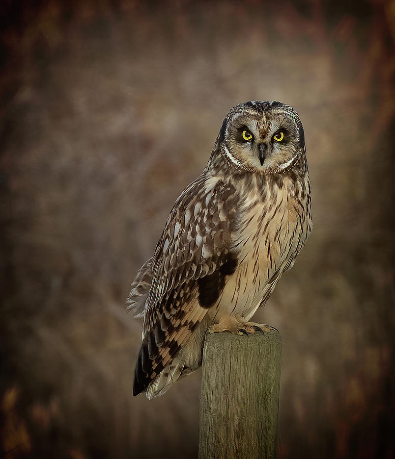 Short-eared Owl Photograph - Short-eared Owl Portrait by Sheldon Bilsker Short-eared Owl Photograph - Short-eared Owl Portrait by Sheldon Bilsker