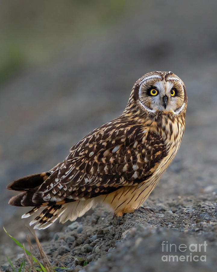 Short-eared Owl Rests at Sunset Photograph by Nancy Gleason