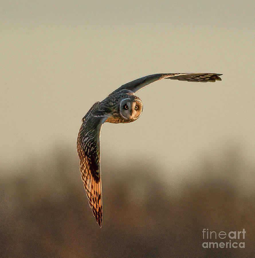 Short-eared Owl Photograph by Sandra Rust