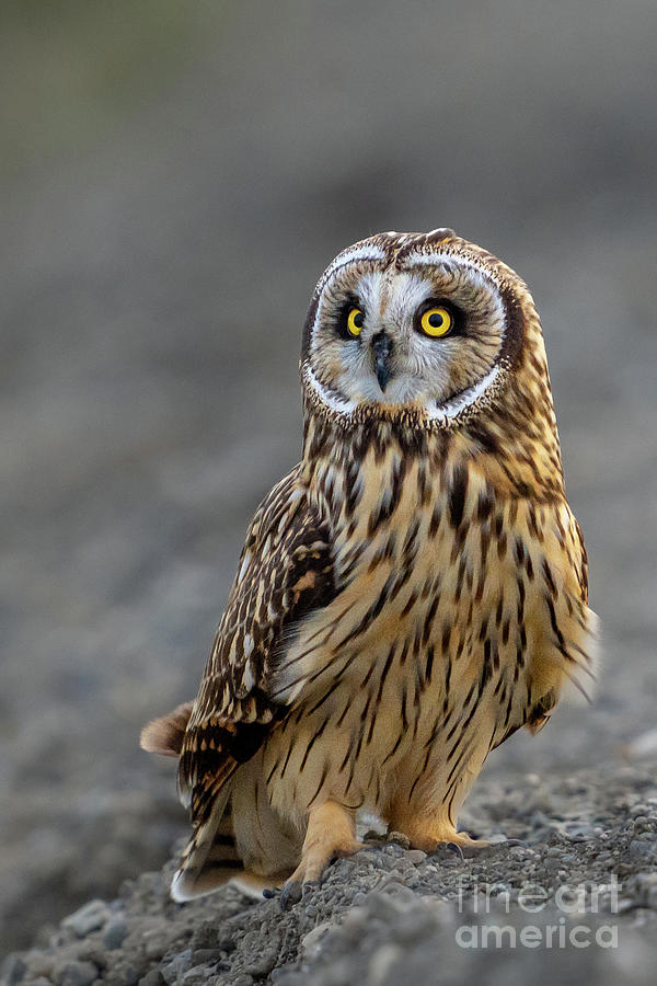 Short-eared Owl Strikes a Pose Photograph by Nancy Gleason
