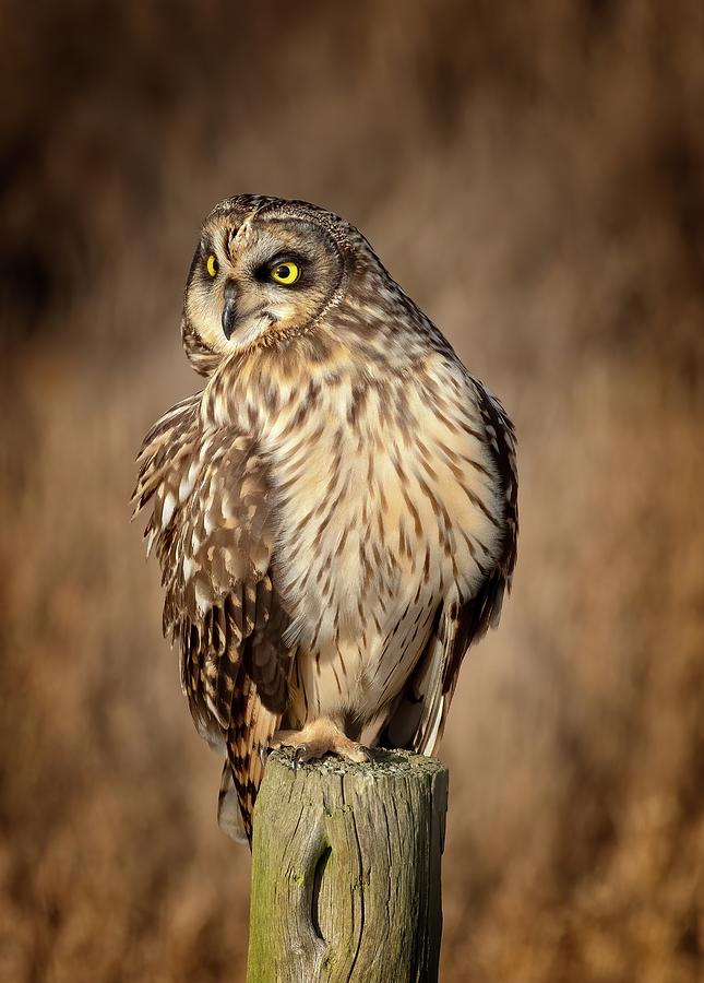 Short-eared Owl Turn Photograph by Sheldon Bilsker