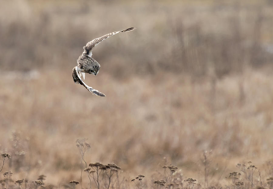 Short-Eared Owl turn Photograph by Terry Dadswell