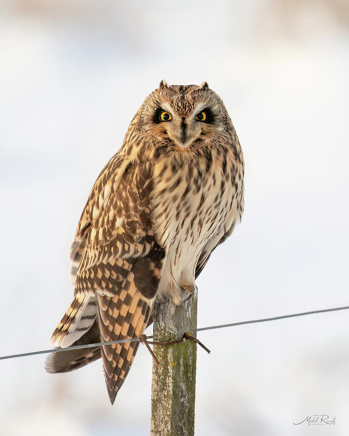 Short Eared Stare Photograph by Michael Rauwolf