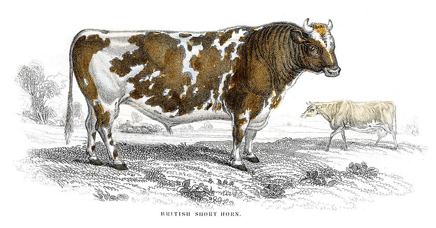 Short horn lithograph 1884 Drawing by Thepalmer