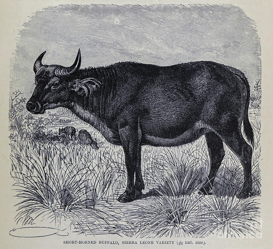 Short-Horned buffalo, Sierra Leone Variety m5 Drawing by Historic  illustrations - Fine Art America