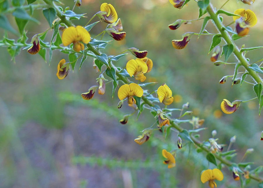 Short-leaved Bitter-Pea Flowers Photograph by Maryse Jansen