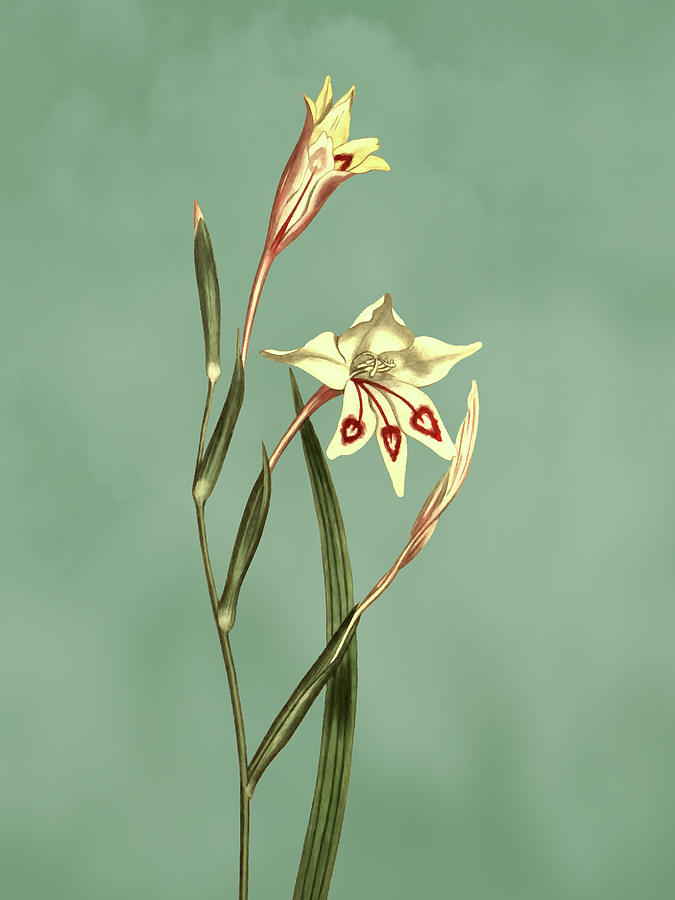 Short Leaved Ixia Flower on Misty Green With Dry Brush Effect Mixed Media by Movie Poster Prints