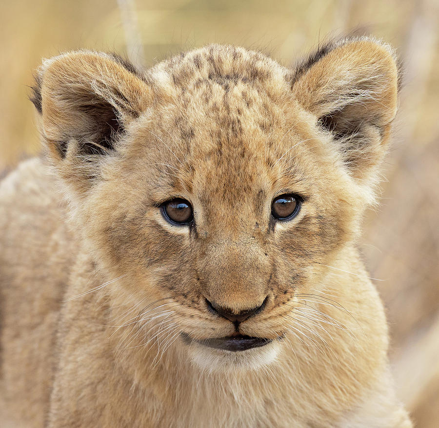 Short Round African Lion Cub Photograph by Max Waugh