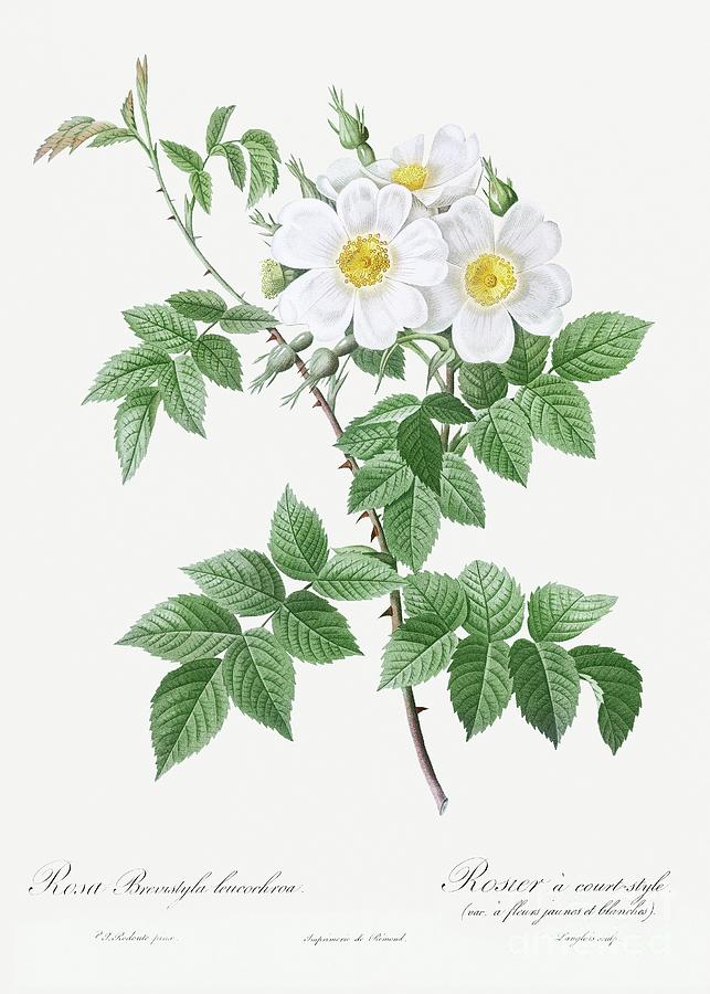 Short-styled rose with yellow and white flowers, Rosa brevistyla leucochroa from Les Roses 1817-182 Painting by Shop Ability