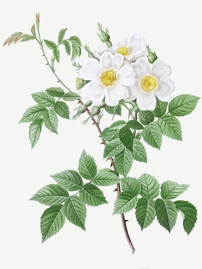 Pierre Joseph Redoute Painting - Short styled rose with yellow and white flowers, Rosa brevistyla leucochroa by Pierre Joseph Redoute