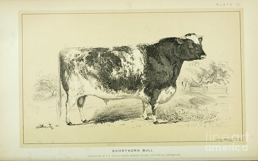 Shorthorn bull q1 Photograph by Historic illustrations