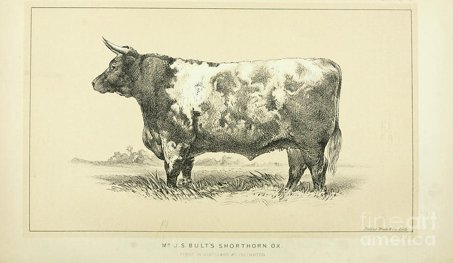 Shorthorn ox q1 Photograph by Historic illustrations