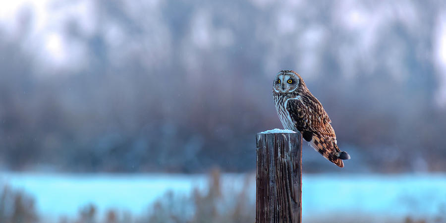 Owl Photograph - Shorty During Winter In Idaho by Yeates Photography
