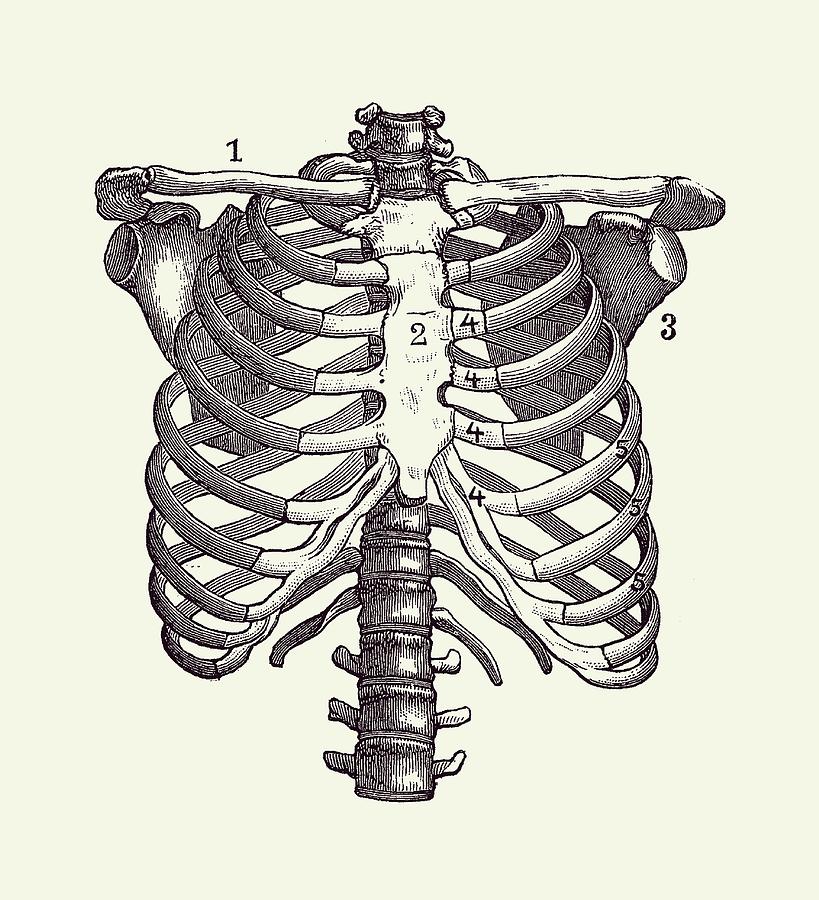 Shoulder and Rib Cage Diagram - Vintage Anatomy Poster 2 Drawing by Vintage Anatomy Prints