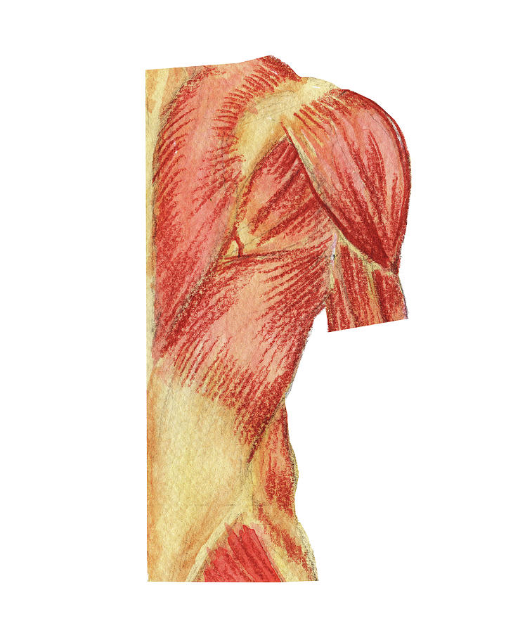 Shoulder Blades Back Posterior Medical Anatomy Watercolor Illustration  Painting by Irina Sztukowski